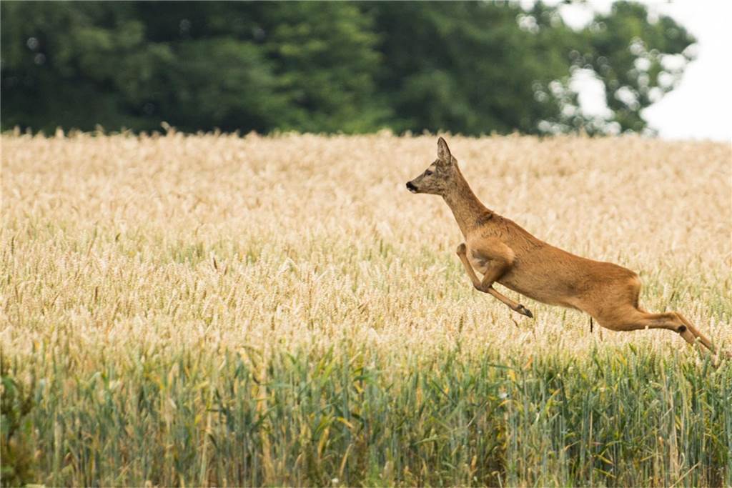 Gefahr für Wildunfälle steigt: Rehe sind gerade „blind vor Liebe“ Ein Reh springt aus einem Feld.