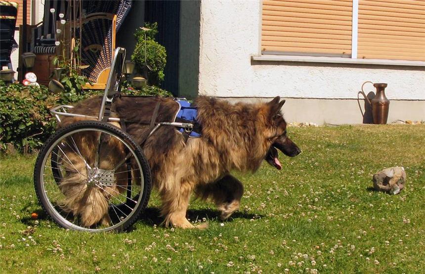 Schäferhund Rex dank Rollstuhl wieder mobil Mit Rollstuhl hat Rex jetzt wieder viel mehr Spaß am Spiel mit dem Ball.