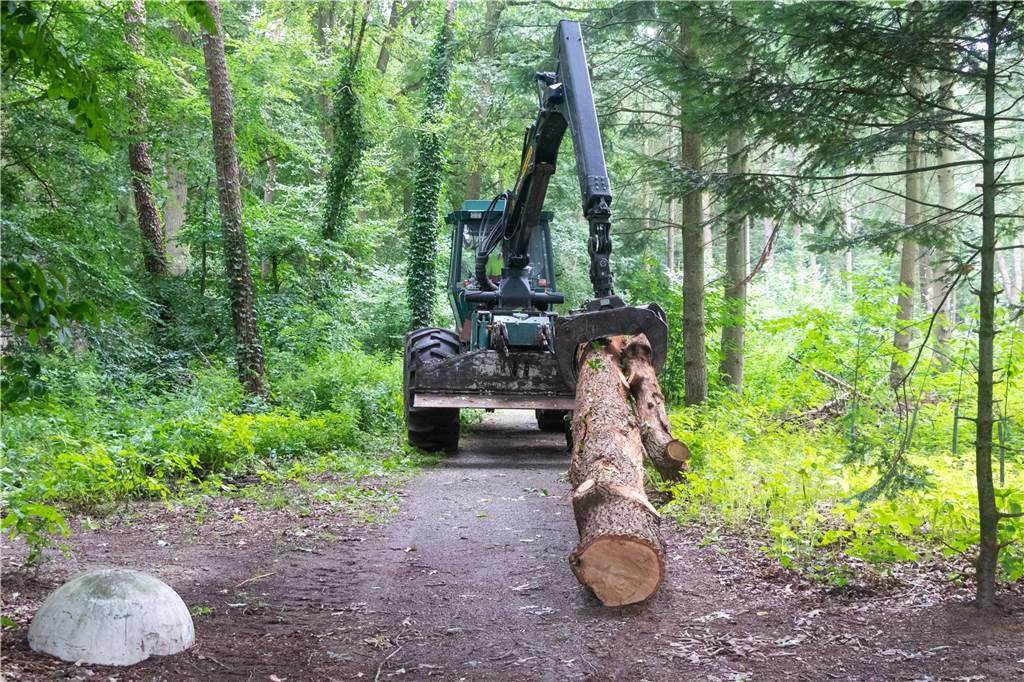 25 Bäume im Oedinger Busch gefällt – aus einem ganz bestimmten Grund Mit schwerem Gerät wurden die gefällten Baumstämme abtransportiert.