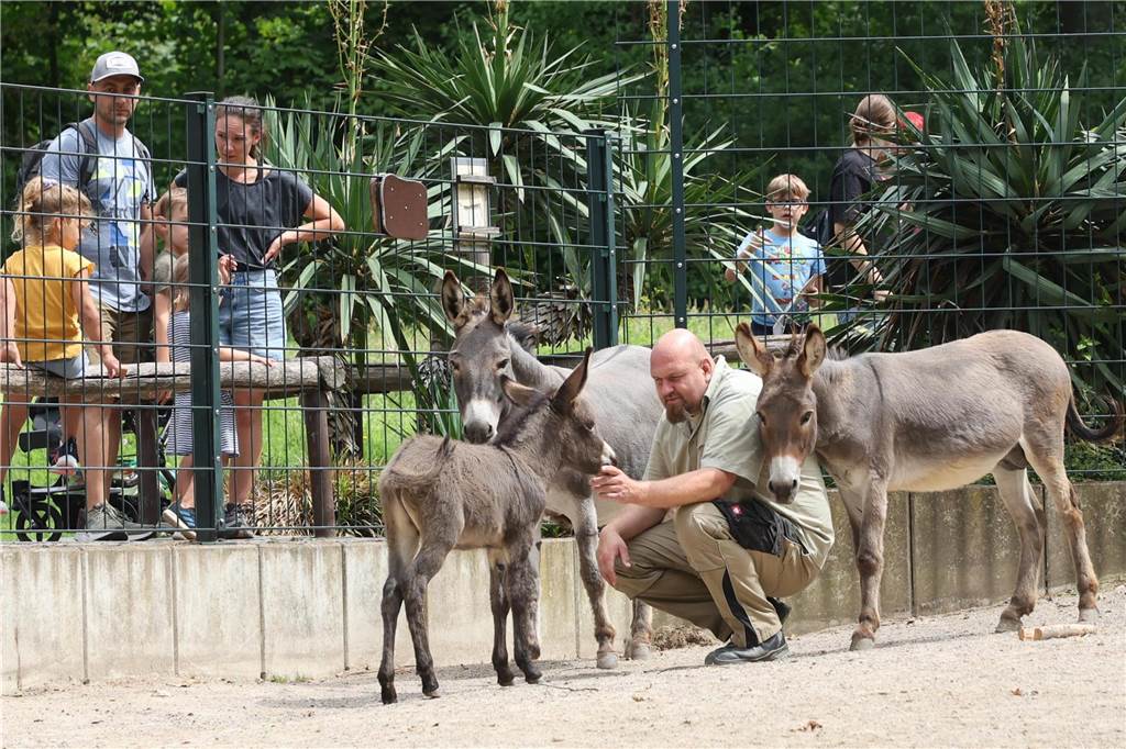 Mit seinem Pfleger spielt der kleine Hengst manchmal Fangen.