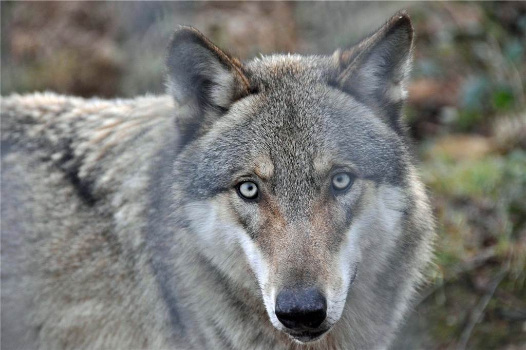 Haltern ist Wolfsterritorium - Jos de Bruin: „Die Anerkennung kommt zu spät“ Wolf