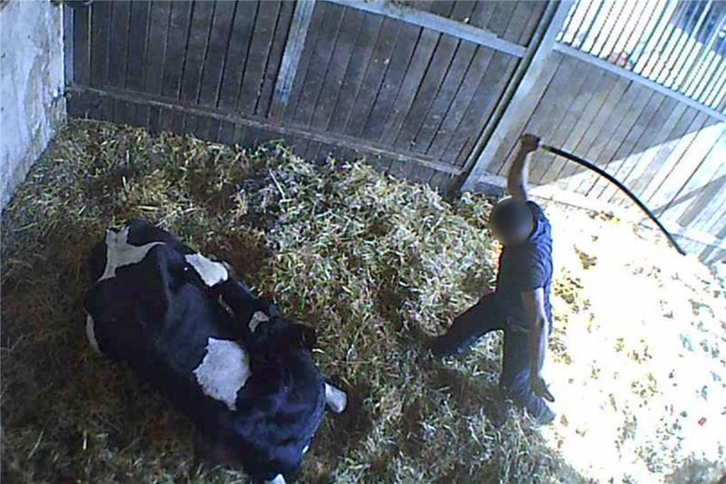 Tierquälerei und Raffgier: Die größten Skandale des Jahres im Kreis Unna Mit ungezügelter Brutalität schlägt ein Mecke-Mitarbeiter in der Viehsammelstelle in Werne auf ein am Boden liegendes Rind ein.
