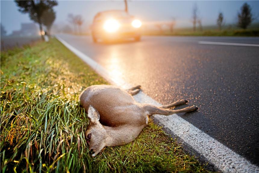 Rehe kommen in Dorsten oft unter die Räder Mit vermehrtem Wildwechsel ist derzeit wieder zu rechnen. Viele Rehe verenden bei Zusammenstößen mit Autos.