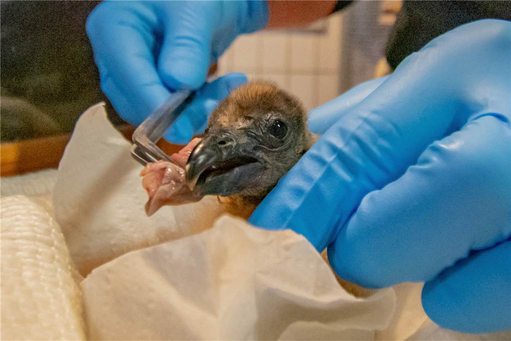 Süßer Geier-Nachwuchs aus dem Dortmunder Zoo Mit verschiedenen Fleischsorten sind die jungen Rabengeier in den letzten Wochen per Hand gefüttert worden.