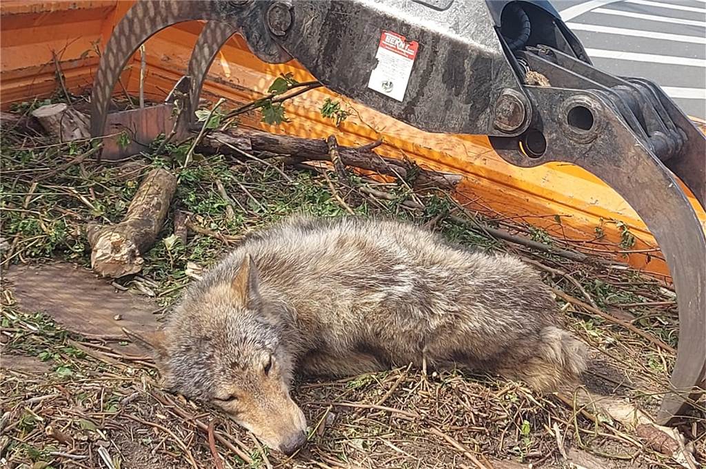 Wolf wird auf Autobahn angefahren und getötet (mit Bilderstrecke) Mitarbeiter der Autobahnmeisterei luden den toten Wolf auf ihr Fahrzeug.