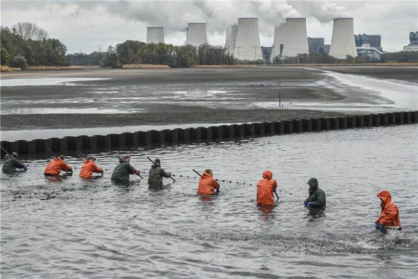 Schwieriges Karpfenjahr in Deutschland Mitarbeiter der Peitzer Edelfisch GmbH ziehen an langen Holzstangen ein Netz durch einen fast abgelassenen Karpfenteich. Foto: Patrick Pleul