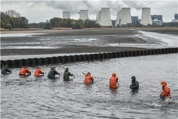 Mitarbeiter der Peitzer Edelfisch GmbH ziehen an langen Holzstangen ein Netz durch einen fast abgelassenen Karpfenteich. Foto: Patrick Pleul