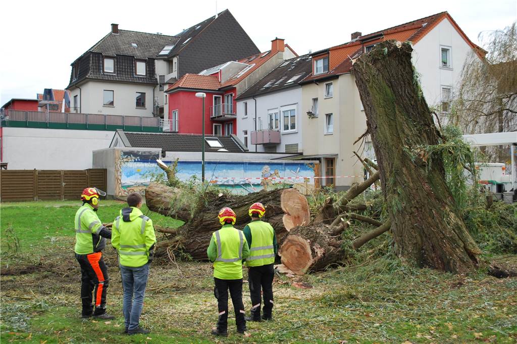 Stattliche Trauerweide war nicht mehr zu retten: Schnelle Abholzaktion am Rathaus Mitarbeiter der Wirtschaftsbetriebe Lünen und der Abteilung Stadtgrün beraten, wie es mit dem Stamm der 80 Jahre alten Trauerweide weitergehen wird.