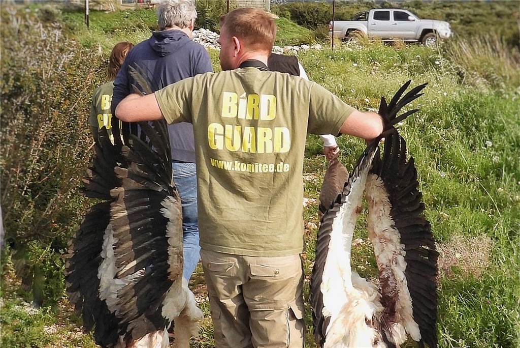 Erschossen und geköpft: Seltener Seeadler in Lembeck gefunden Komitee-Mitarbeiter tragen tote Weißstörche