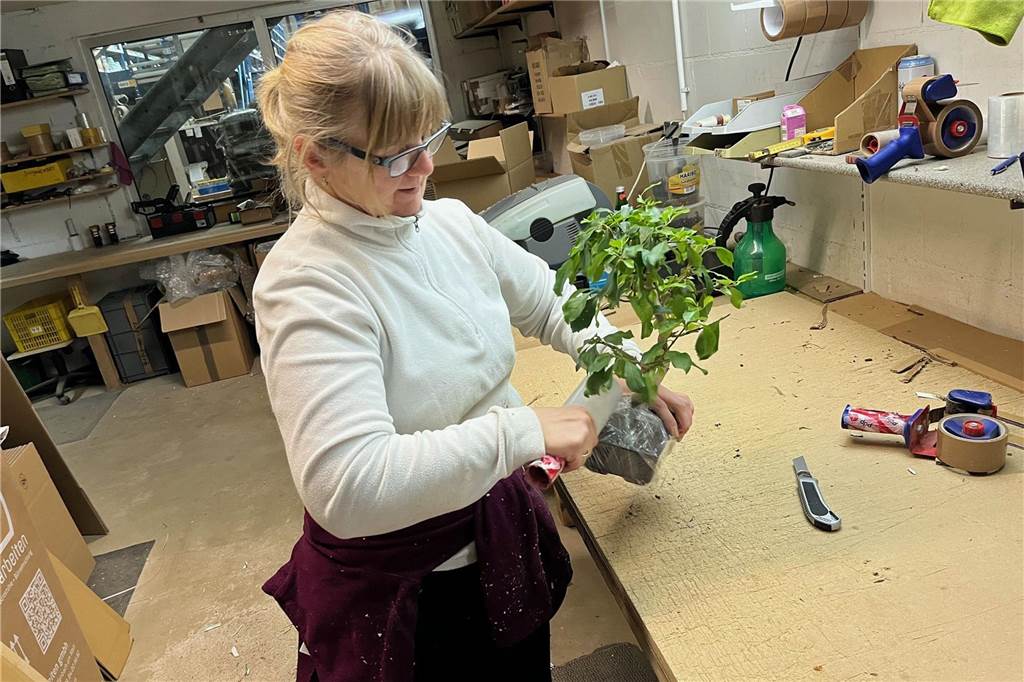 Bonsai-Zentrum verkauft seit mehr als 40 Jahren Bäume bis 30.000 Euro Mitarbeiterin Krystyna Cechini umwickelt die Pflanzschale eines Bonsai mit Folie, damit keine Erde beim Versand herausfällt.