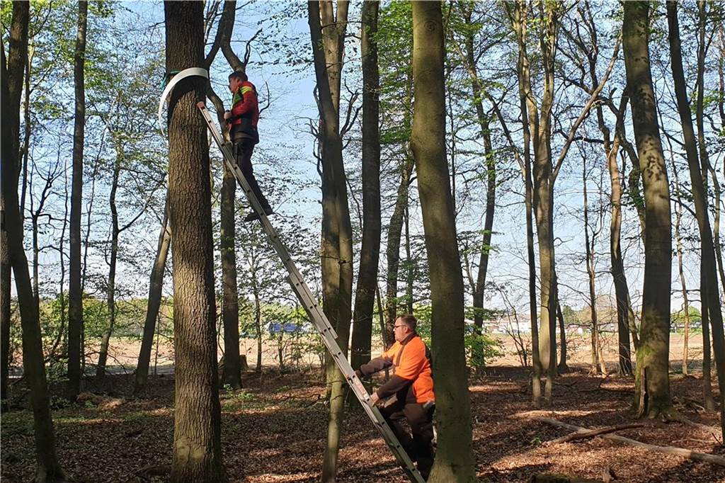 Start mit 15.000 Pflanzen: Natur- und Walderlebnispfad wird Großprojekt Mitglieder des Hegerings hatten im Vorjahr EPS-Fallen im Barloer Busch aufgehängt.