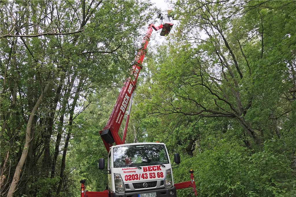 So läuft der Kampf gegen den Eichenprozessionsspinner in Castrop-Rauxel Mithilfe einer Lkw-Arbeitsbühne kann Robert Stock die Mischung aus Neemöl und Wasser in den Baumkronen versprühen.