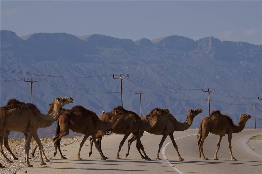 Marielle und Henning unterwegs in den Höhen von Tadschikistan Mitten im Oman überqueren Kamele die Straße.
