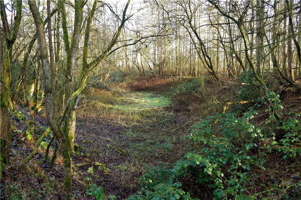 Eine Wildnis vor der Haustür - Olfen hat große Pläne für Waldgebiet Mitten im Wald gibt es Mulden, die sich vor allem im Herbst füllen.