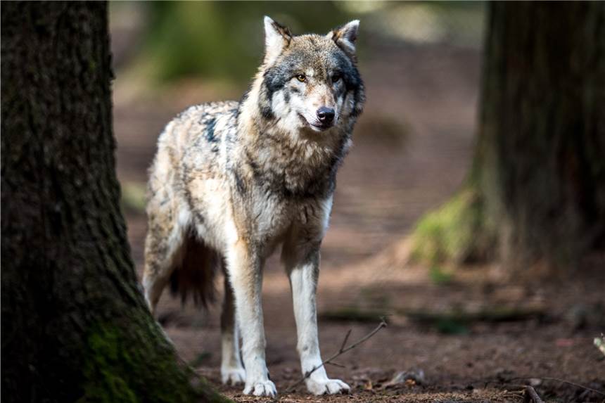 Wolf mitten in Köln gesichtet - Vier Schafe gerissen Mitten in Köln ist ein Wolf durch die Straßen geirrt. (Symbolbild)