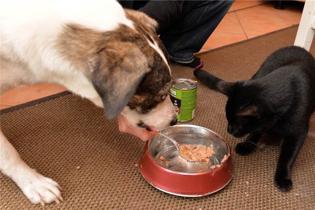 Kann eine vegane Ernährung auch fürs Haustier gesund sein? Das raten zwei Expertinnen Mittlerweile gibt es verschiedenes veganes Futter für Hunde und auch Katzen zu kaufen.