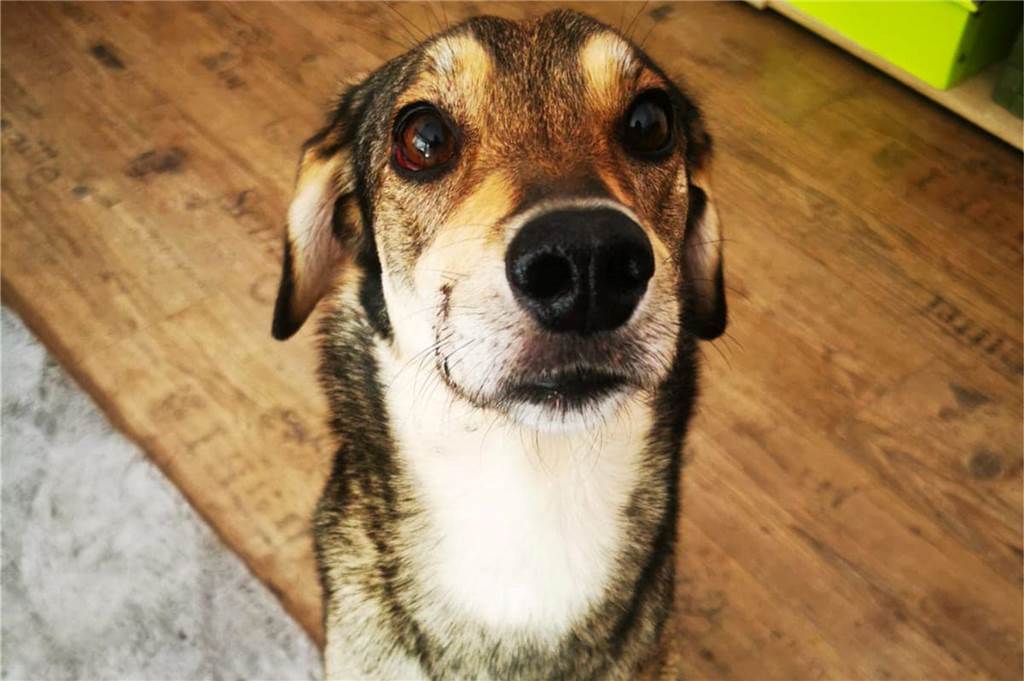 Schwer misshandelter Hund in Dortmund gefunden - sollte das Tier sterben? Mittlerweile ist die Hündin in einer Pflegefamilie angekommen.
