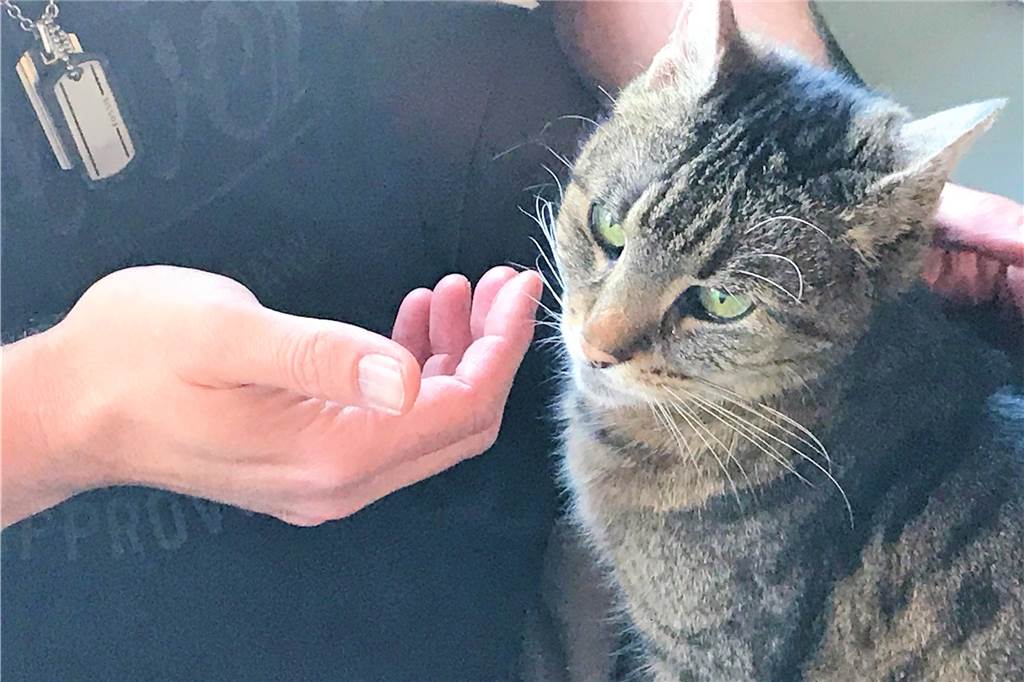 Projektil im Bauch: Unbekannter schießt mit Luftgewehr auf Katze Frieda Mittlerweile mag Frieda auch wieder spielen und schmusen.