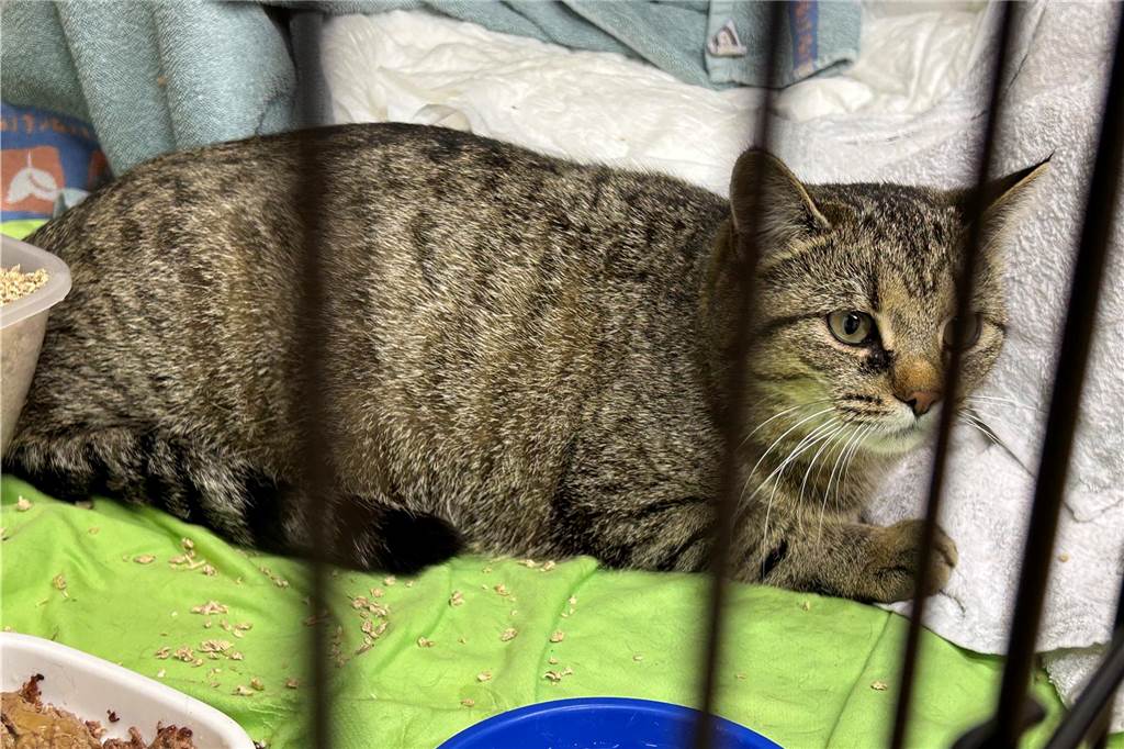 Conny Sander setzt Streunerkatzenprojekt fort: Lösung für Spenden Mona-Lisa liegt in den Wehen.