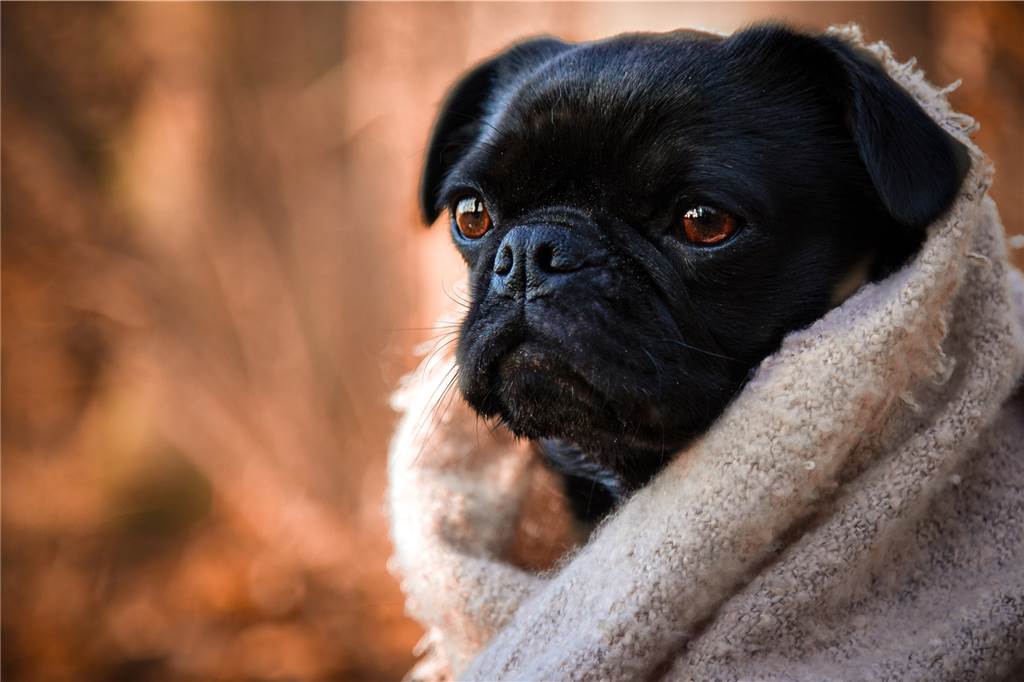 Sven Lüchtemeier setzt Hunde fotografisch in freier Natur in Szene Mops „Filou“ ließ sich auch mit Schal fotografieren.