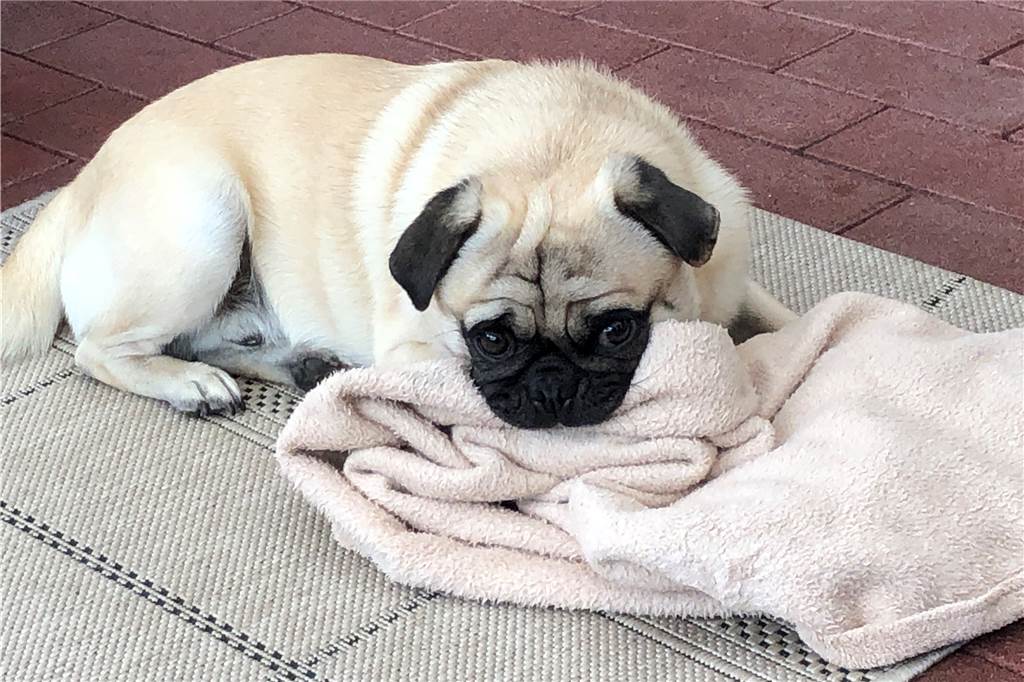Mops-Rüde Nico wurde schon wieder vom gleichen Hund angegriffen Mops Nico