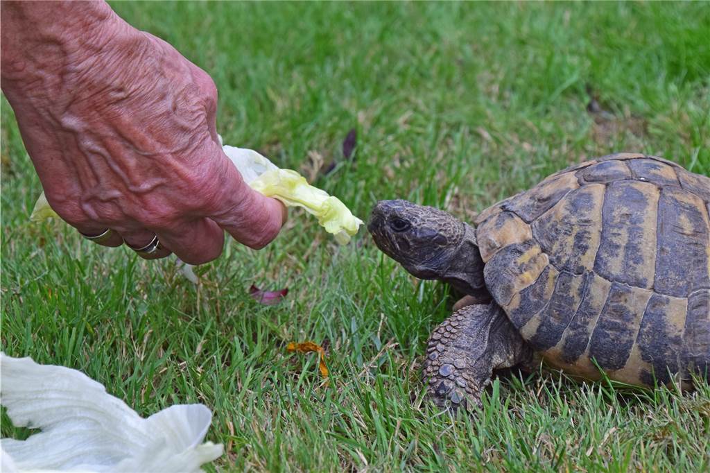 Ein Haustier seit 50 Jahren: Ruth Oppermann aus Haltern und ihre Schildkröte Moritz frisst Ruth Oppermann nicht nur aus der Hand, er folgt ihr im Haus und im Garten auf Schritt und Tritt wie ein Hündchen.