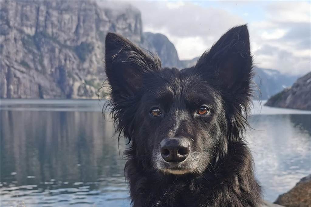 Hund