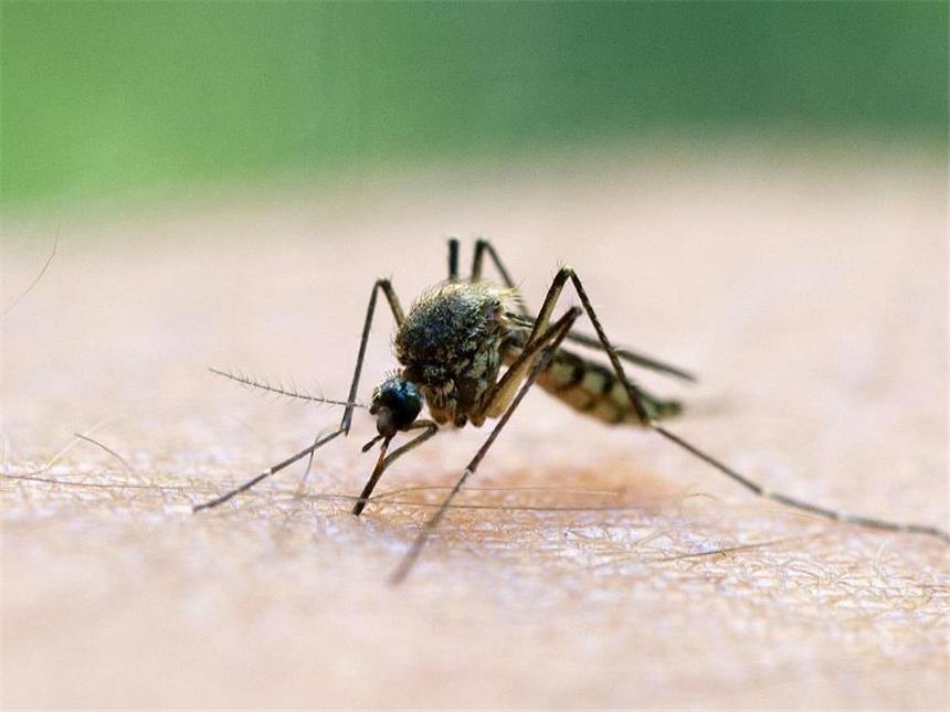 "Globaler Mücken-Alarm": Bürger-Allianz gegen Krankheiten Mücken übertragen Krankheiten: Deswegen wollen Bürger und Forscher eine Plattform ins Leben rufen, über die sie sich über Gefahren austauschen können. Foto: Patrick Pleul/dpa