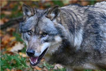 Nach bestätigter Sichtung nahe Legden: Die Panik vor dem Wolf ist völlig unangebracht, meint unser Autor. 