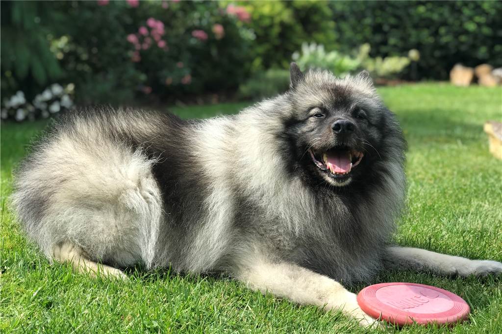 Garten-Serie: Wenn aus den Barhockern ein Parcours für den Hund wird Nach dem Sport entspannt Albert im Garten.
