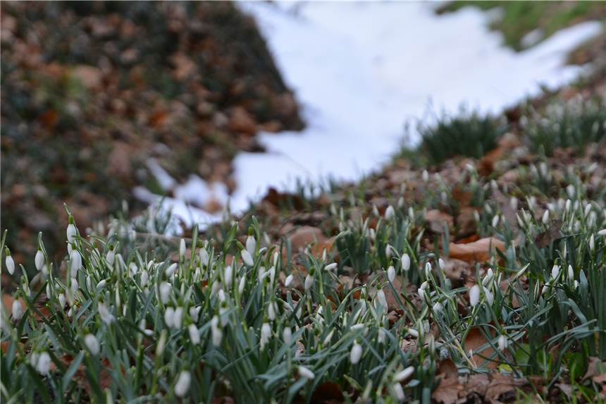 Von -15 Grad zu +15 Grad in einer Woche: Kommt jetzt der Frühling? Nach dem Winter kommt das Tauwetter und der Frühling, wie diese Bilder aus der Heeker Bauerschaft Callenbeck eindrucksvoll zeigen.