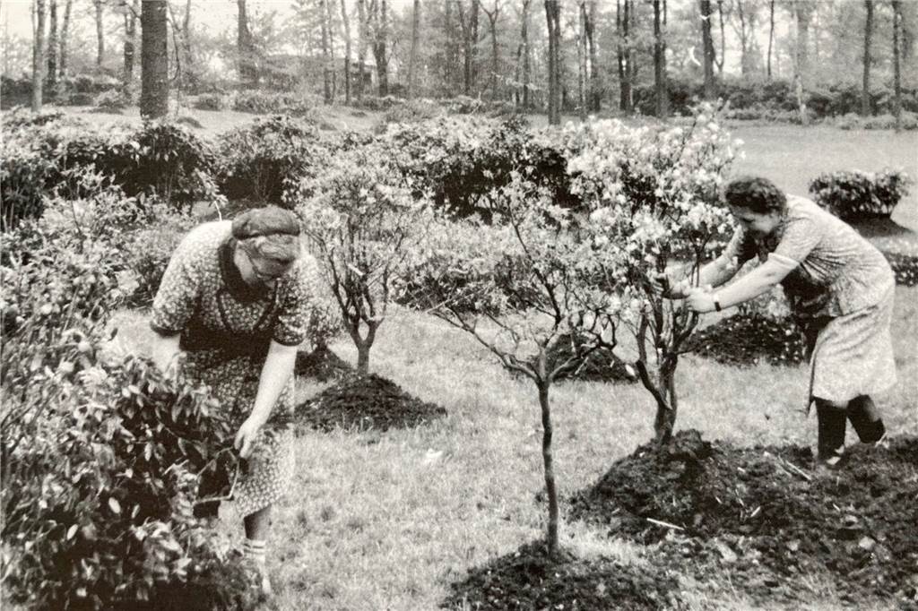 200 Jahre alt: Dortmund hat den größten Botanischen Garten Deutschlands Nach dem Zweiten Weltkrieg wurde die Gehölzsammlung des Botanischen Gartens Rombergpark weiter ausgebaut.