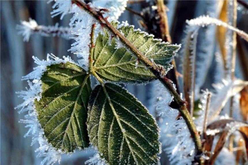 Nach der Kältewelle: Pflege für die Pflanzen im Garten Nach den tiefen Minusgraden im Garten brauchen viele Pflanzen bei milderer Witterung etwas Pflege. Foto: Jens Schierenbeck