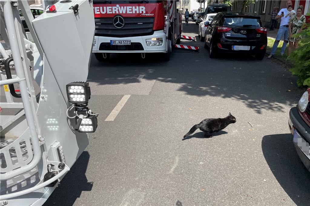 Katze im Baum: Feuerwehr Haltern in ungewöhnlicher Mission unterwegs Nach der Rettung ergreift die Katze schnell die Flucht.