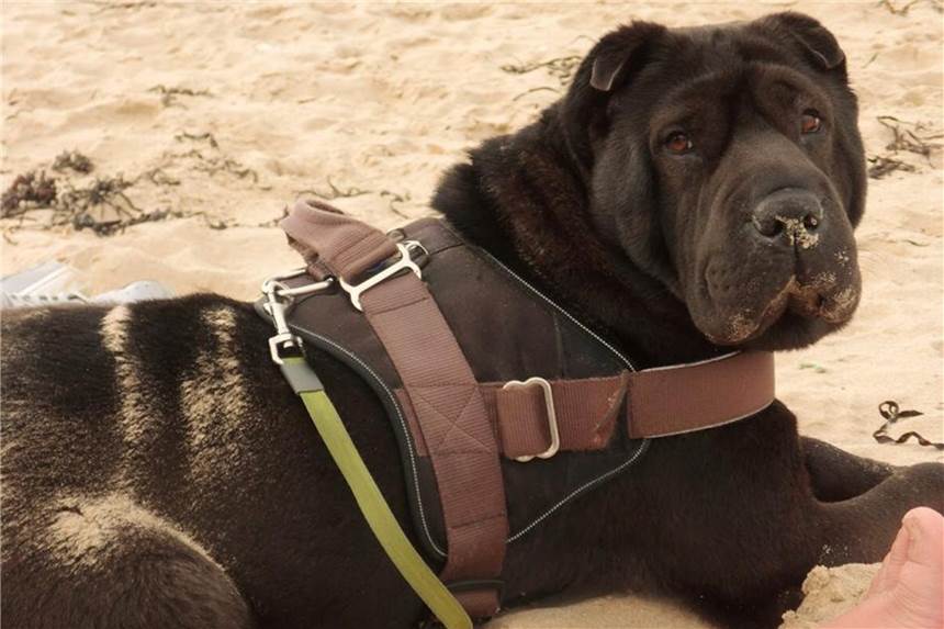 Shar-Pei-Dame Emma liebt ihre Familie und ihr Zuhause über alles Nach der Zeit im Tierheim war Emma zunächst auf die Hilfe einer Hundeheilpraktikerin angewiesen.