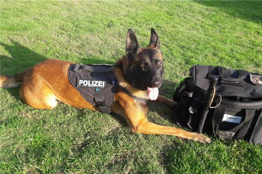Einbruch in Westfalenhallen: Polizeihund Kasimir hilft bei Festnahme Nach einem Einbruch in die Westfalenhallen hat Polizeihund Kasimir bei der Festnahme eines Tatverdächtigen geholfen.