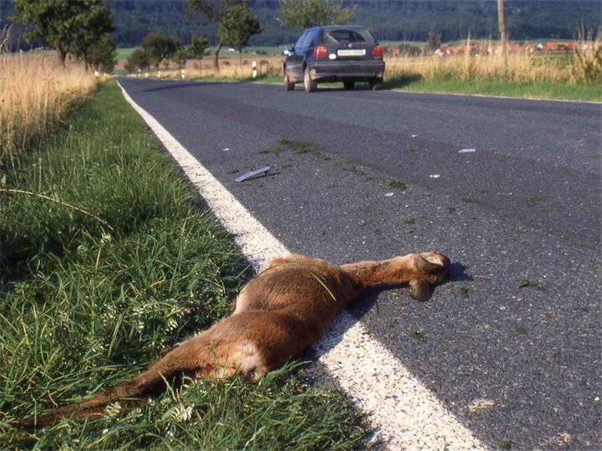 Kürzere Tage, rutschige Straßen, mehr Wildunfälle Nach einem Wildunfall sollten Autofahrer die Unfallstelle absichern, um Folgeunfälle zu vermeiden. Erst dann muss der Crash gemeldet werden.