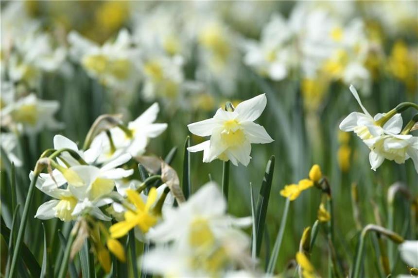 Sommerblühende Stauden neben Zwiebelblumen setzen Nach ihrer Blüte werden Narzissen gut von Sommerstauden überdeckt. Foto: Andrea Warnecke/dpa-tmn