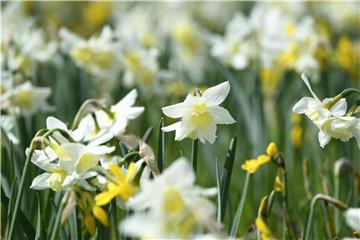 Nach ihrer Blüte werden Narzissen gut von Sommerstauden überdeckt. Foto: Andrea Warnecke/dpa-tmn