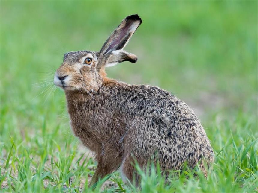 NRW ist Bundesland mit dem größten Hasenbestand Nach Schätzungen gibt es zwei bis drei Millionen Feldhasen in Deutschland. Doch das nasskalte Wetter im Frühjahr 2016 sorgte für Verluste beim Nachwuchs.