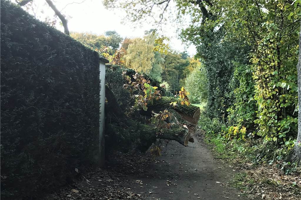 Umgestürzter Baum blockiert Fuß- und Radweg am Höchsten Nach zwei Tagen war der Durchgang teilweise freigeschnitten.