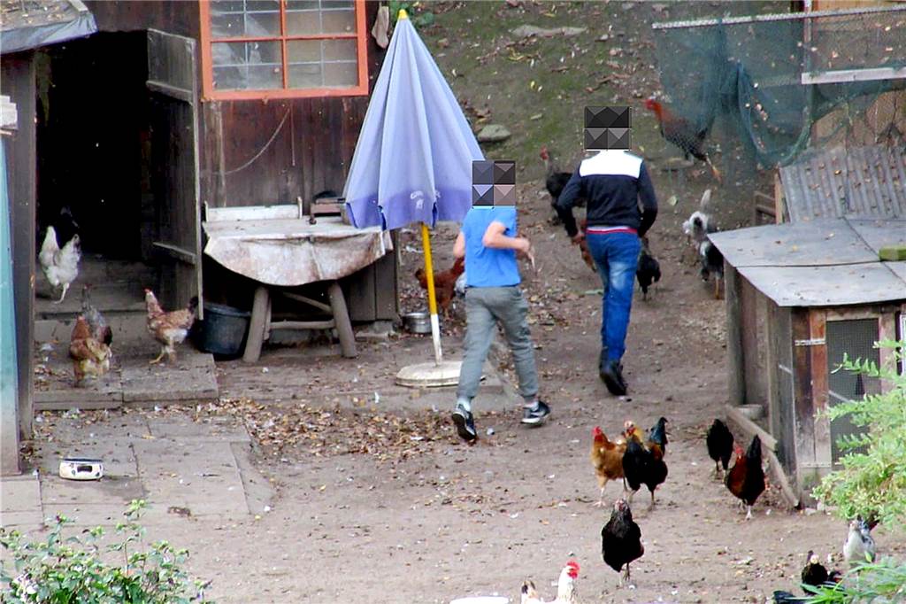 Nachbarn wurden auf die Horde von Kindern aufmerksam, die Hühner und Kaninchen in dem Garten unterhalb des Wuckenhofs jagten und quälten.