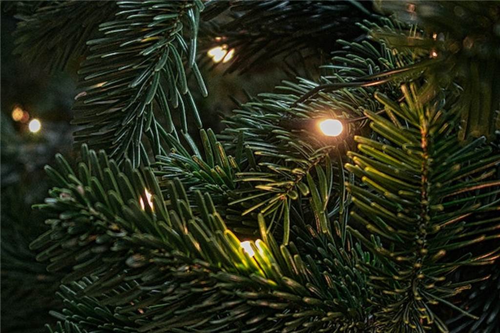 Familienausflug: Hier können Sie Weihnachtsbäume selbst schlagen ganz nah fotografierte zweige eines dekorierten weihnachtsbaumes