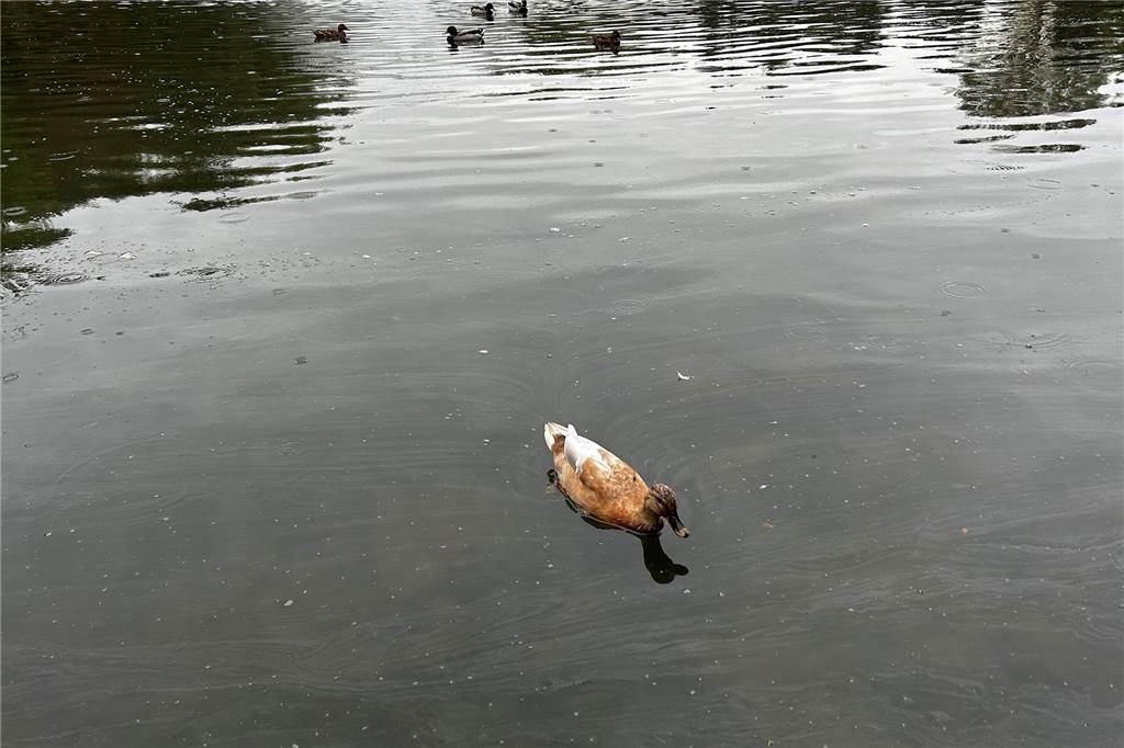 See im Stadtpark: Woher kommt der schmierige Film auf dem Wasser? Nachdem es am Wochenende ordentlich geregnet hat, ist der Stadtsee wieder etwas sauberer.