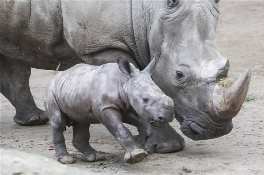Nach Tod von Willi: Jetzt tut sich was im Nashorn-Gehege von Dortmunds Zoo Nachdem Nashorn-Jungtier Willi im März überraschend verstorben ist, gibt es nun Neuigkeiten aus dem Nashorn-gehegt des Dortmunder Zoos.