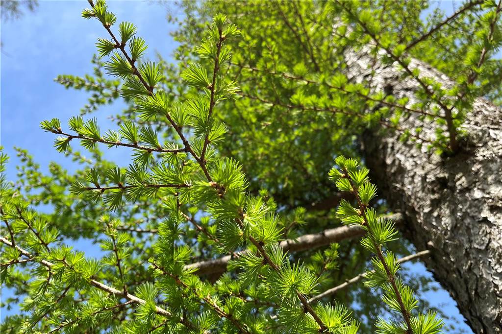 Klimawandel fordert die Haard heraus - Ein Artenmix soll helfen Ein Zweig ragt dem Himmel entgegen.