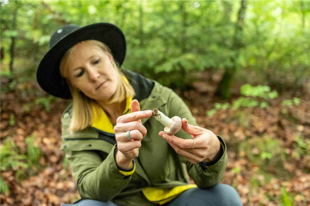 Vorsicht beim Pilzesammeln: Experte rät: „Alle Möglichkeiten nutzen“ Nadja Frotscher, Pilzcoach, begutachtet in einem Waldstück nahe eines Wanderwegs ein "Frauen-Täubling".