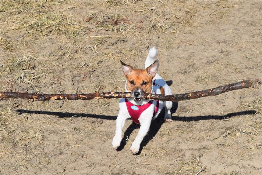 Nala schnappt sich gerne den Ball Nala ist der ganze Stolz von Lisa Orascanin.