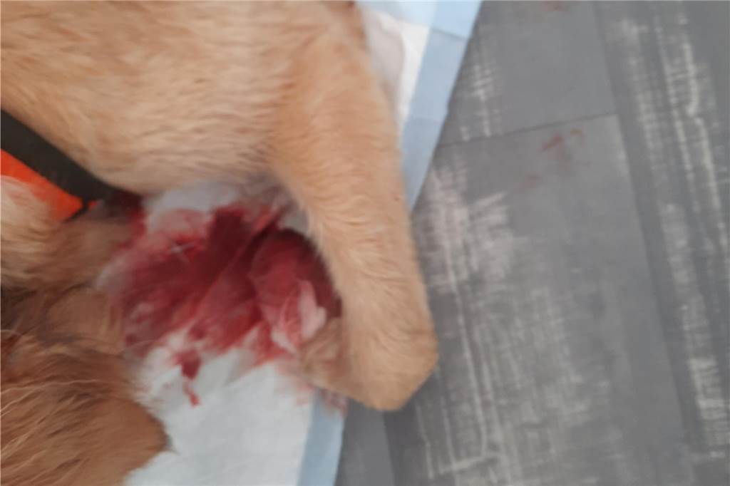 Hündin Nala verletzte sich am Kanal schwer: Frauchen warnt Nalas Wunde war so tief, dass der Verband schnell durchgeblutet war.