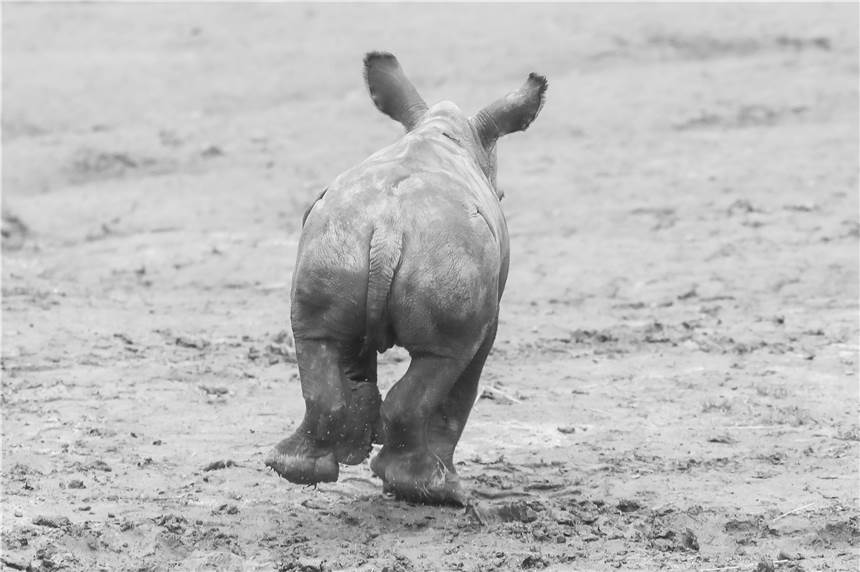 Zum Tod von Nashorn Willi: Die schönsten Erinnerungen im Video Nashorn-Baby ist schon kurz nach seiner Geburt im Zoo Dortmund ein echter Publikumsliebling geworden.